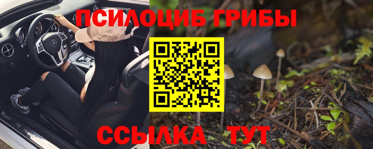 Псилоцибиновые грибы Psilocybine cubensis Богородицк